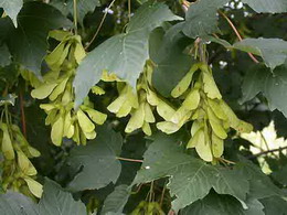 افرای شبه چناری